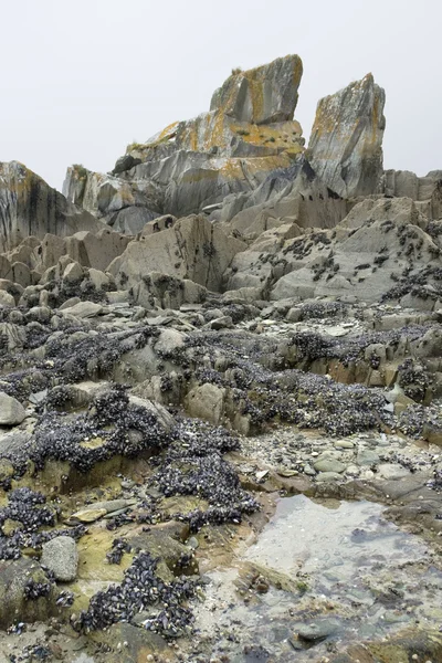 Rock and clams — Stock Photo, Image