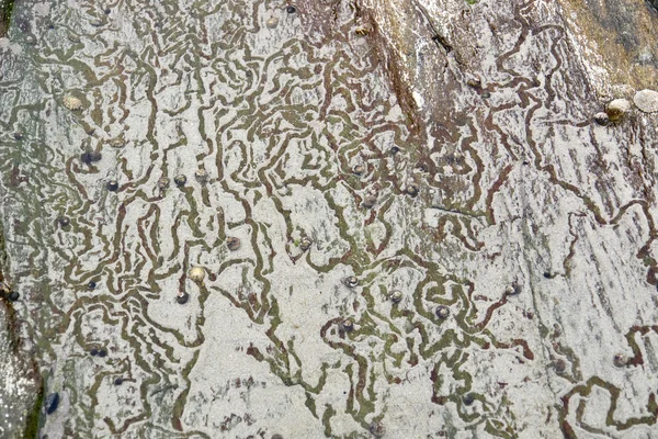바위와 달팽이 트랙 — 스톡 사진