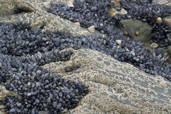 Рок и моллюски — стоковое фото