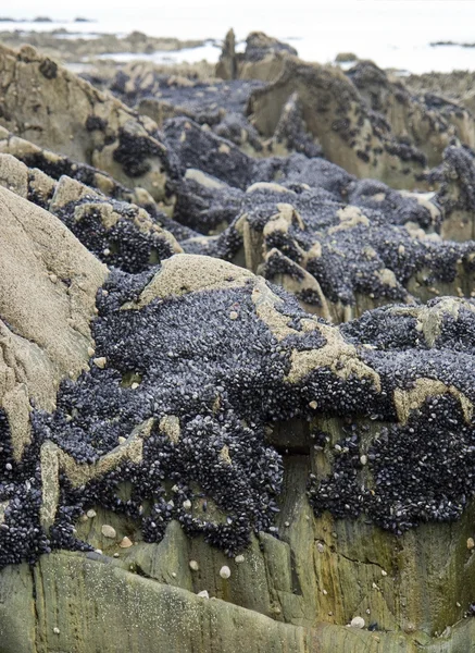 Рок и моллюски — стоковое фото