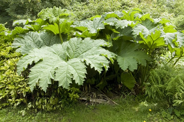 Flourish vegetation — Stock Photo, Image