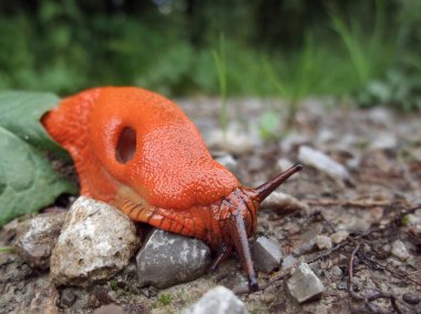 red slug on the ground clipart