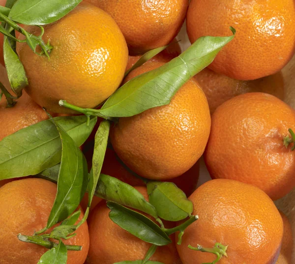 Frutos de laranja — Fotografia de Stock