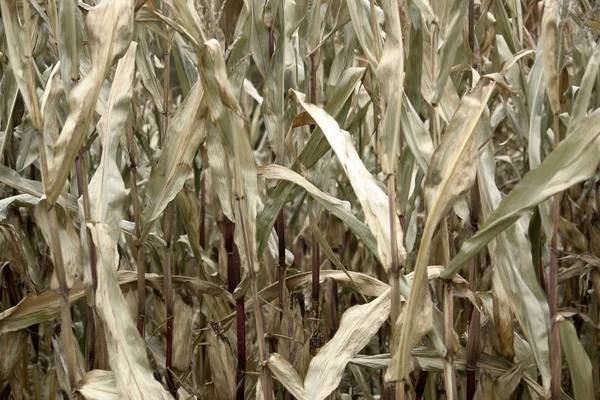 Sere kukorica növények — Stock Fotó