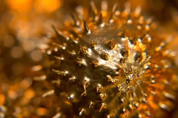 Frutti di cetriolo spinoso dorato — Foto Stock