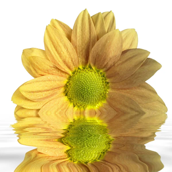 Zatopiony żółty kwiat — Zdjęcie stockowe