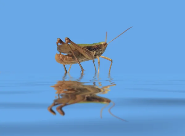 Saltamontes en ambiente húmedo azul —  Fotos de Stock