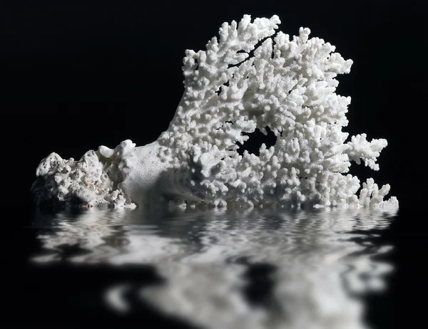 Coral branco — Fotografia de Stock