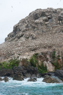 population of a bird sanctuary at Seven Islands clipart