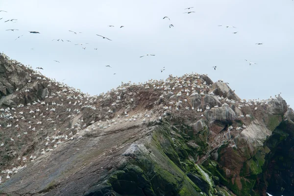 Detalle santuario de aves en las Siete Islas —  Fotos de Stock