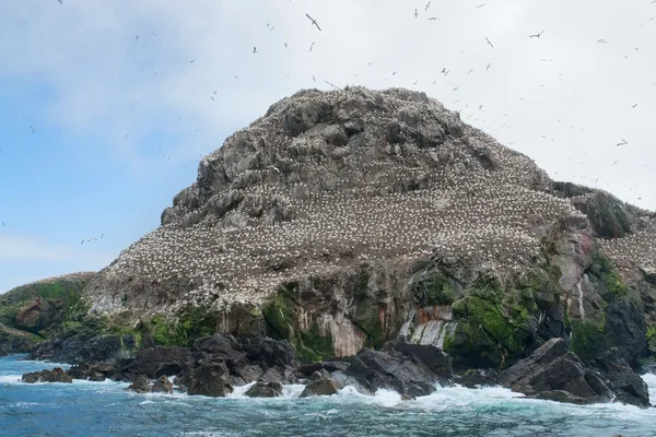 Big bird sanctuary at Seven Islands — Stock Photo, Image