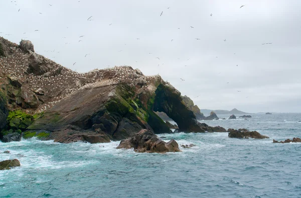 Kuş sanctuary adlı yedi adalar — Stok fotoğraf
