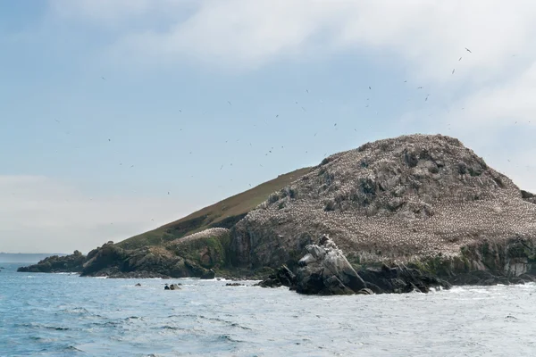 Vogelschutzgebiet auf den sieben Inseln in der Bretagne — Stockfoto