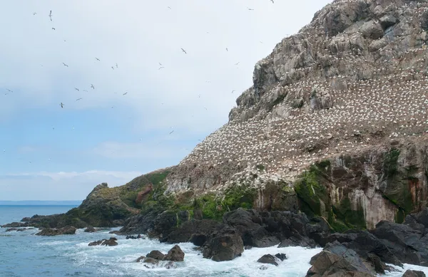 Parte de un santuario de aves en las Siete Islas —  Fotos de Stock