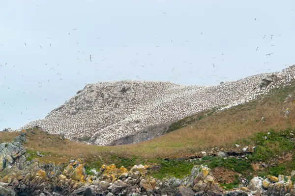 Cima de la montaña con santuario de aves en las siete islas — Foto de Stock