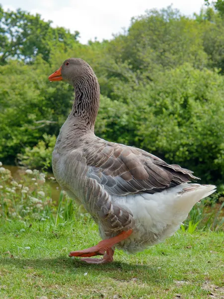 Domestic goose — Stock Photo, Image