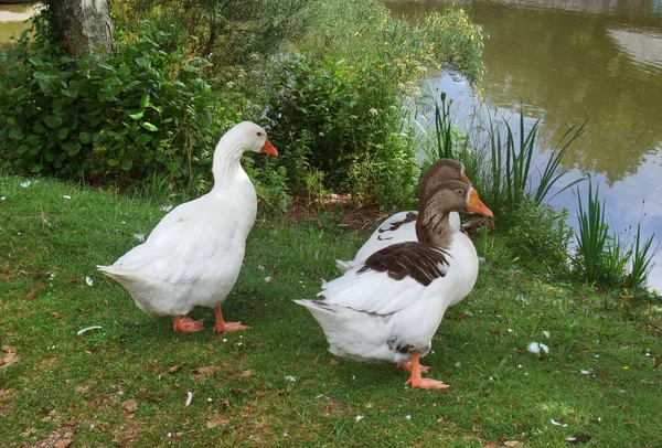 Geese — Stock Photo, Image