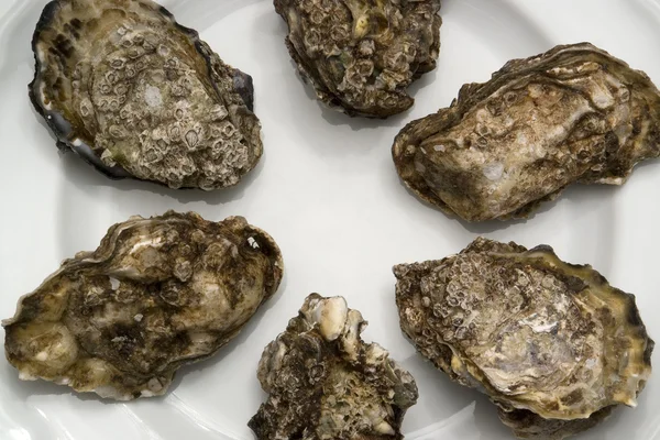 Oesters op plaat — Stockfoto