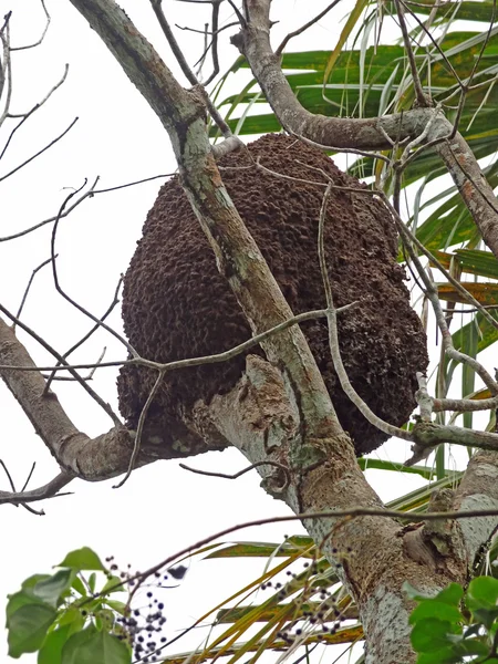 Arboreal Mierennest — Stockfoto