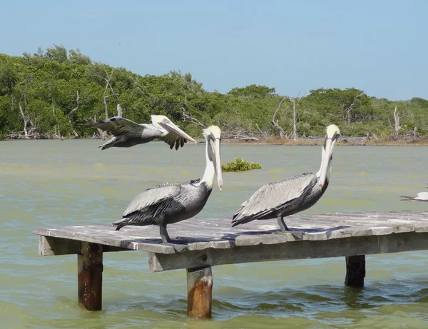 Pelicans on pier — Stock Photo, Image