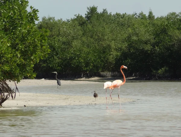 Mexické flamingo — Stock fotografie