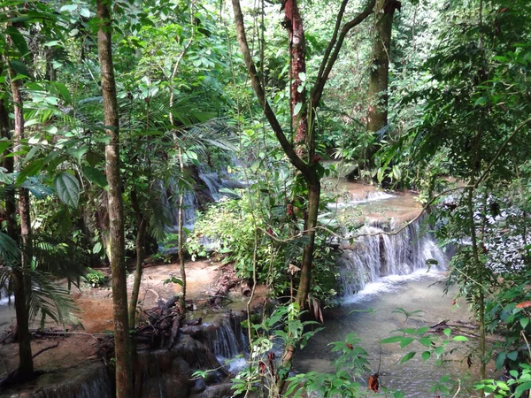 Paisagem na selva — Fotografia de Stock