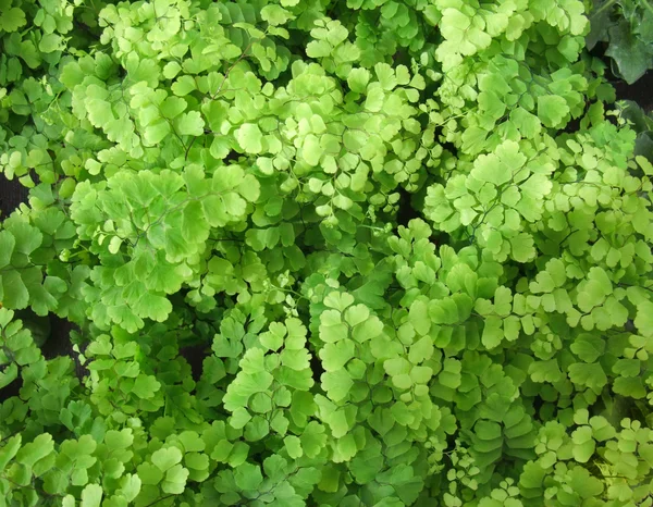 Adiantum — Fotografia de Stock