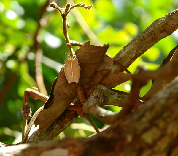 이상한 곤충 — 스톡 사진