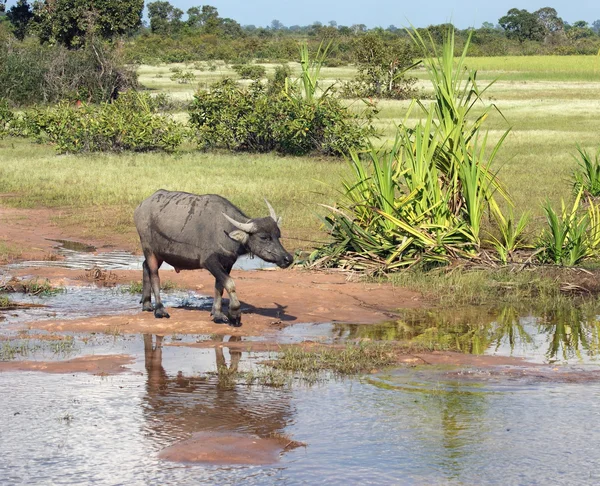 Fluxo e gado — Fotografia de Stock