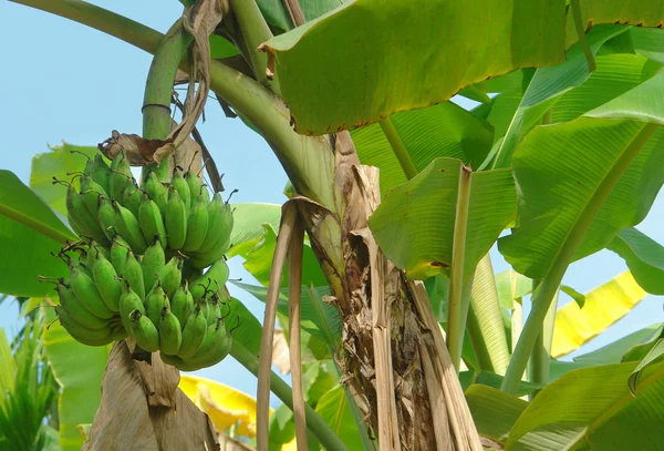 Banana plant — Stock Photo, Image