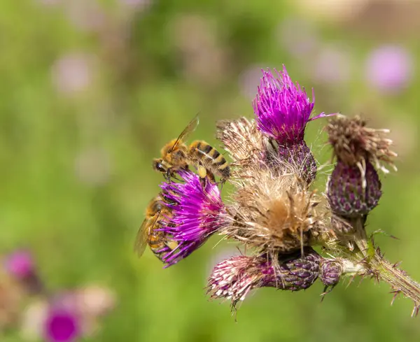 Δύο Μέλισσες Συλλέγουν Γύρη Βιολετί Άνθος Ηλιόλουστη Ατμόσφαιρα — Φωτογραφία Αρχείου