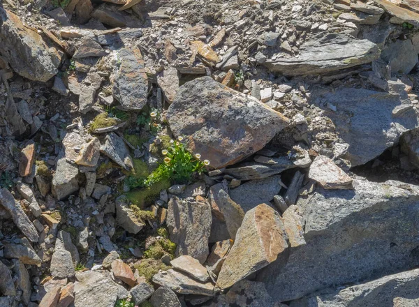 Detail Shot Alpine Rock Formations Seen Stubaital Austria — Stock Photo, Image