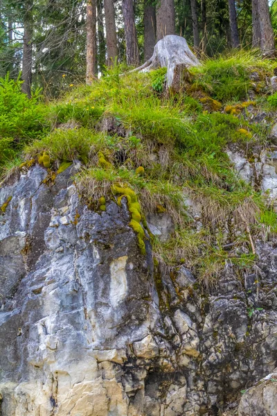 Természetes Alpesi Közelkép Táj Túlnövő Szikla Arc Fák — Stock Fotó