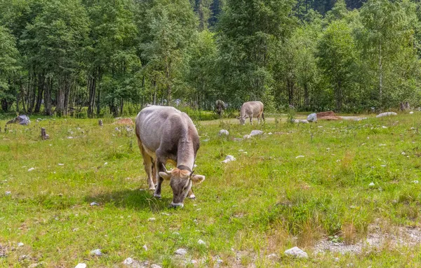 Μερικά Βοοειδή Δει Στο Τιρόλο Μια Περιοχή Στην Αυστρία — Φωτογραφία Αρχείου
