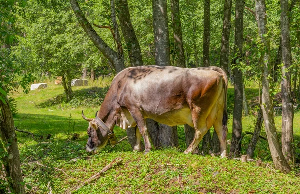 Vaca Chifruda Pastando Frente Algumas Árvores Vistas Tirol Distrito Áustria — Fotografia de Stock