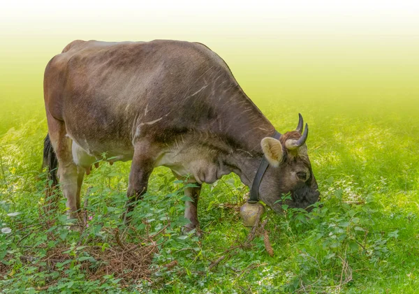 Vaca Chifruda Com Sino Visto Tirol Distrito Áustria — Fotografia de Stock