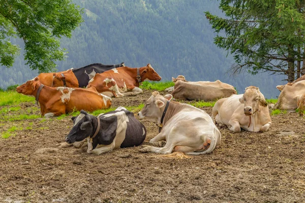 Μερικά Βοοειδή Που Αναπαύονται Στο Τιρόλο Μια Περιοχή Στην Αυστρία — Φωτογραφία Αρχείου