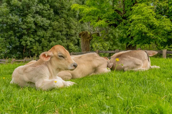 Some Cattle Calves Resting Meadow Seen Tyrol District Austria — Stock Photo, Image