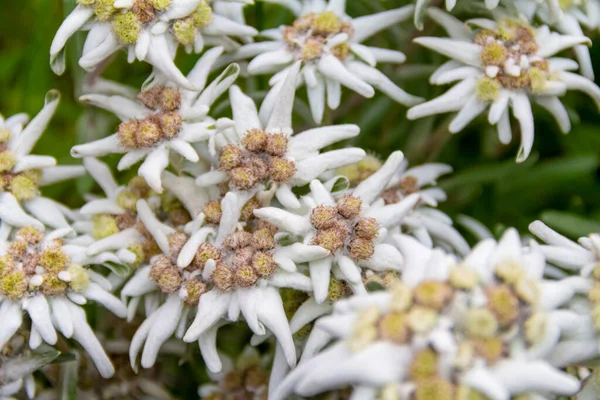 Nahaufnahme Einiger Edelweißblumen Natürlichem Ambiente — Stockfoto