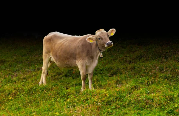 Rinder Auf Einer Weide Gefälle Isoliert Schwarzem Rücken — Stockfoto