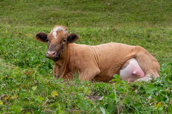 Krowa Odpoczywająca Łące Widzianej Austrii — Zdjęcie stockowe