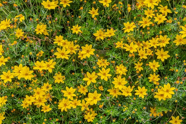 黄色の花の多くを示すフルフレーム画像 — ストック写真