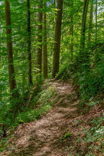 夏季巴伐利亚的森林地带 — 图库照片