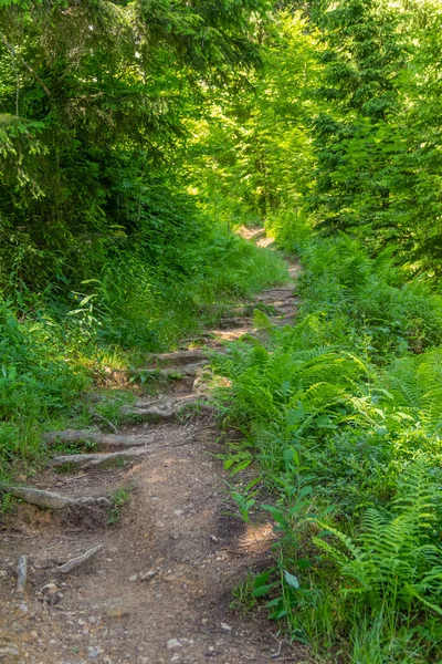 Waldweg Bayern Zur Sommerzeit — Stockfoto