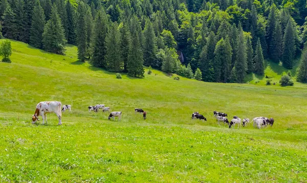 Cattle Upper Allgaeu Immenstadt Bavaria Germany — Stock Photo, Image