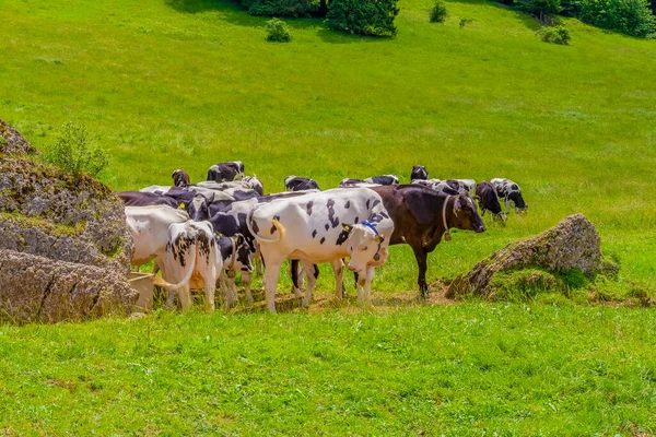 Cattle Upper Allgaeu Immenstadt Bavaria Germany — Stock Photo, Image