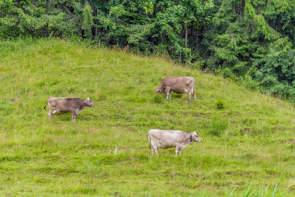 Cattle Upper Allgaeu Immenstadt Bavaria Germany — Stock Photo, Image