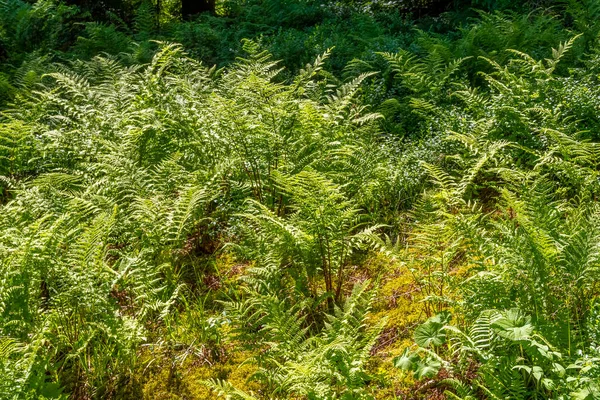 Veel Zonnige Verlichte Varenplanten Een Bos Zuid Duitsland — Stockfoto