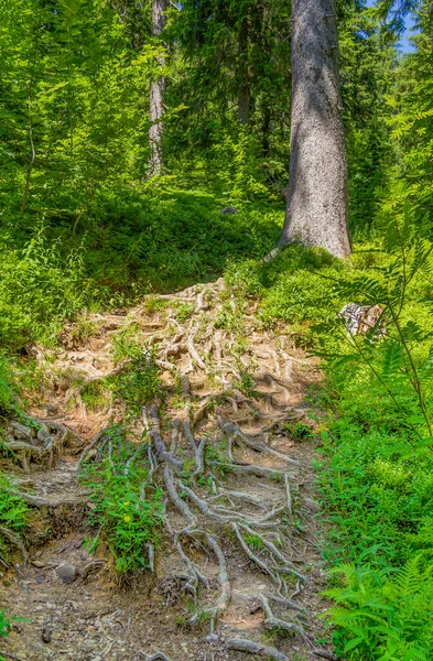 Baumwurzeln Rund Das Immenstaedter Horn Einem Berg Oberallgäu Bayern — Stockfoto