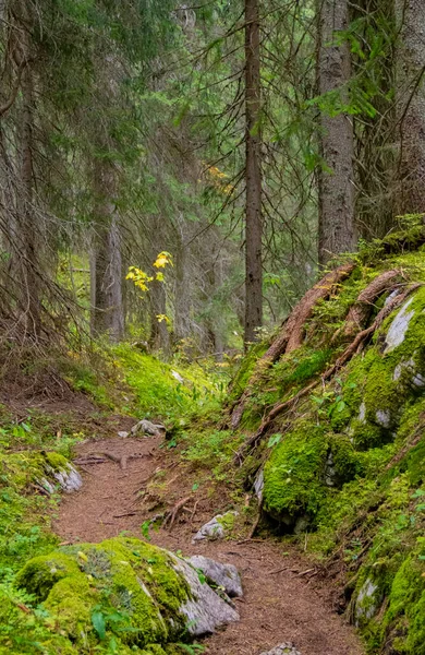 奥地利福拉尔贝格州Bregenz区Warth市周围的森林小径 — 图库照片
